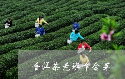 普洱茶老班章金芽/2023041287181