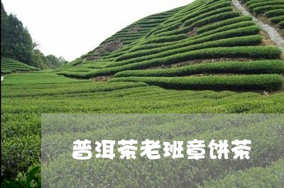 普洱茶老班章饼茶/2023041261602