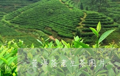 普洱茶老生茶图片/2023031771602