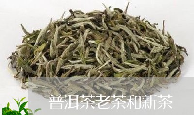 普洱茶老茶和新茶/2023041148582