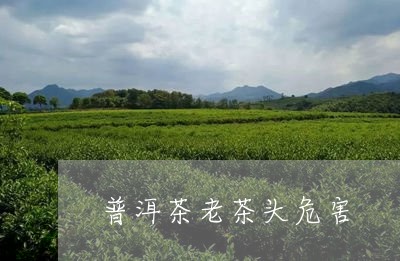 普洱茶老茶头危害/2023041126059