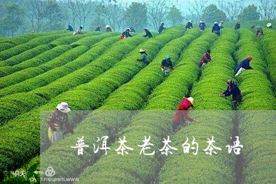 普洱茶老茶的茶语/2023031693927