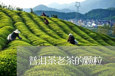 普洱茶老茶的颗粒/2023041159692