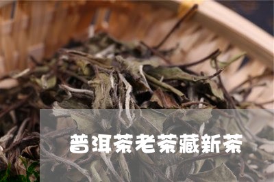 普洱茶老茶藏新茶/2023041186937