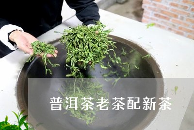 普洱茶老茶配新茶/2023041349604