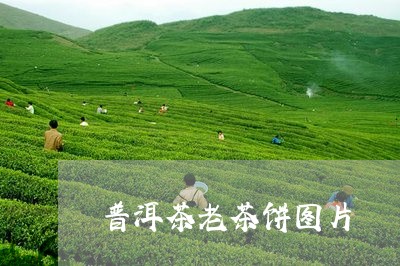 普洱茶老茶饼图片/2023041149292