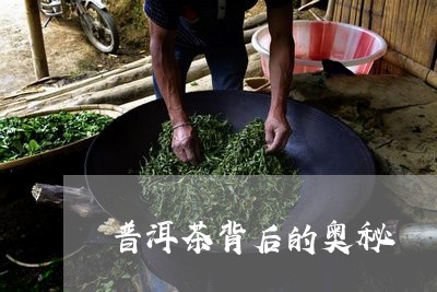 普洱茶背后的奥秘/2023040958495