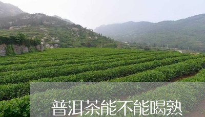 普洱茶能不能喝熟/2023041197572