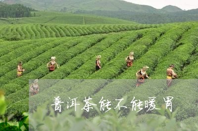 普洱茶能不能暖胃/2023033004826