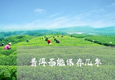 普洱茶能保存几年/2023041330604