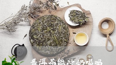 普洱茶能冲奶喝吗/2023033081584