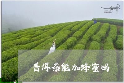 普洱茶能加蜂蜜吗/2023041334926