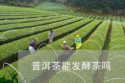 普洱茶能发酵茶吗/2023041162894