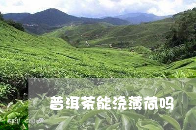 普洱茶能浇薄荷吗/2023033114039