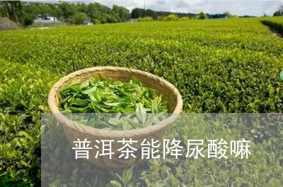 普洱茶能降尿酸嘛/2023041107472