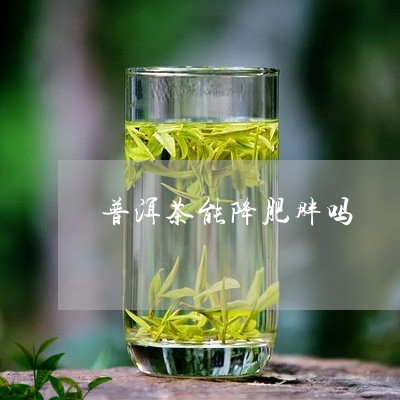 普洱茶能降肥胖吗/2023040968593