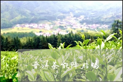 普洱茶能降脂吗/2023040108262