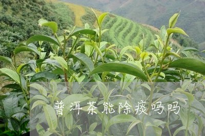 普洱茶能除痰吗吗/2023041356260