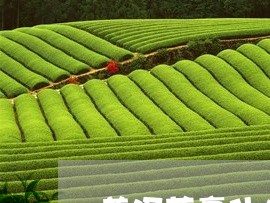 普洱茶膏什么最好/2023041019691