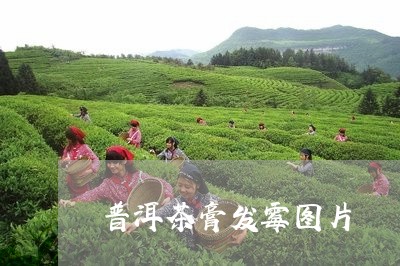 普洱茶膏发霉图片/2023031867260