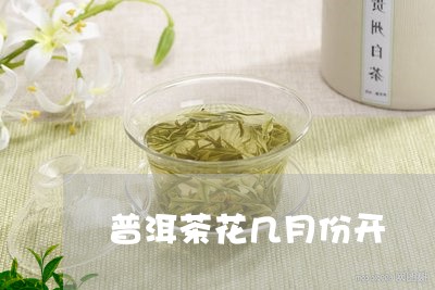 普洱茶花几月份开/2023033084827