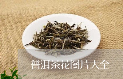 普洱茶花图片大全/2023032930614