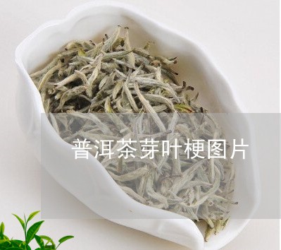 普洱茶芽叶梗图片/2023040961683