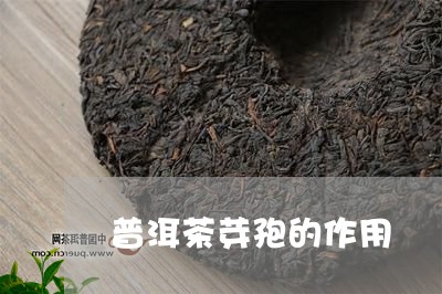 普洱茶芽孢的作用/2023040911484