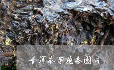 普洱茶芽孢茶图片/2023041011694