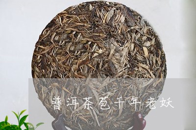 普洱茶苞千年老妖/2023033031614