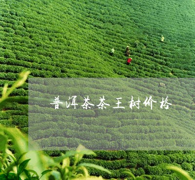 普洱茶茶王树价格/2023031806259