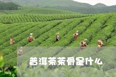 普洱茶茶骨是什么/2023033065958