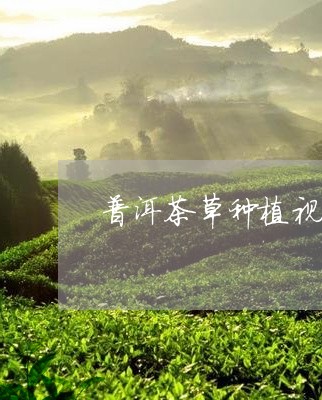 普洱茶草种植视频/2023033058480