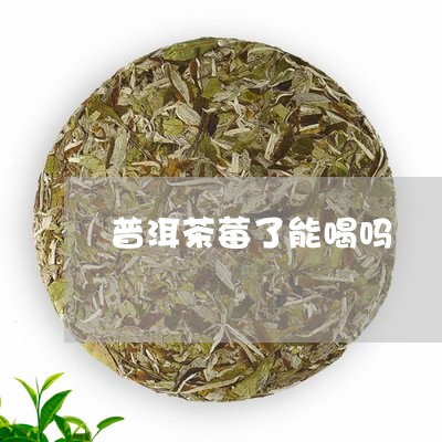 普洱茶莓了能喝吗/2023031619594