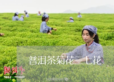 普洱茶菊花三七花/2023040943728