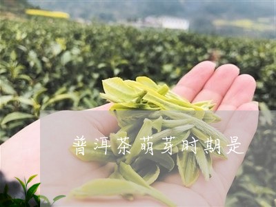 普洱茶萌芽时期是/2023041055058