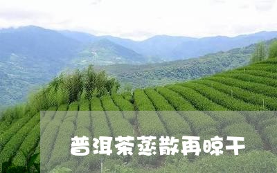 普洱茶蒸散再晾干/2023040978381