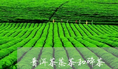 普洱茶蒸茶和碎茶/2023041184916