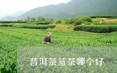 普洱茶蓝茶哪个好/2023041166938