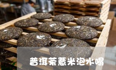 普洱茶薏米泡水喝/2023041004835