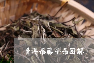 普洱茶藤子茶图解/2023031773916