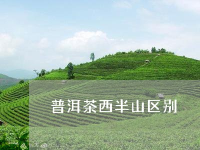 普洱茶西半山区别/2023040130595