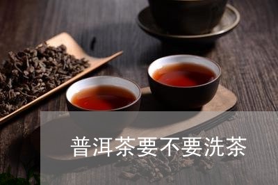 普洱茶要不要洗茶/2023041330705