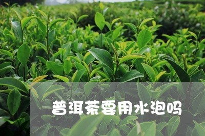 普洱茶要用水泡吗/2023031657360