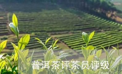 普洱茶评茶员评级/2023041150627