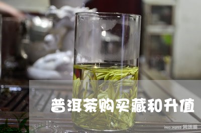 普洱茶购买藏和升值/2023031893140