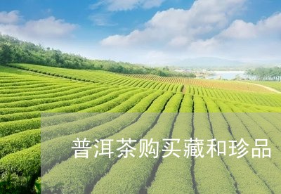 普洱茶购买藏和珍品/2023041028272