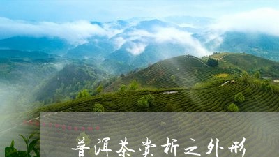 普洱茶赏析之外形/2023041030502