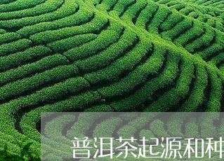 普洱茶起源和种植/2023032901825