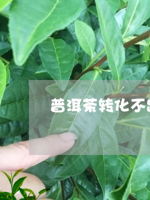 普洱茶转化不出甜/2023040979379